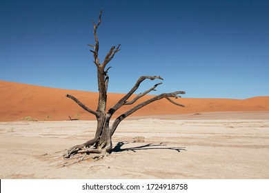 Dead Vlei in Sossusvlei National Park - Namib-Naukluft National Park, Namibia, Africa