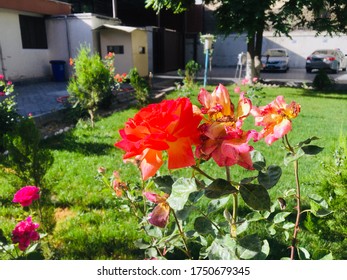 Dead Vs Fresh/fried Rose Bush Rose Summer Sunny Summertime Springtime