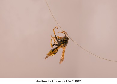 Dead Wasp In Cobweb And Dust. Yellow-black Insect Hanging On Rope, Close Up, Side View.