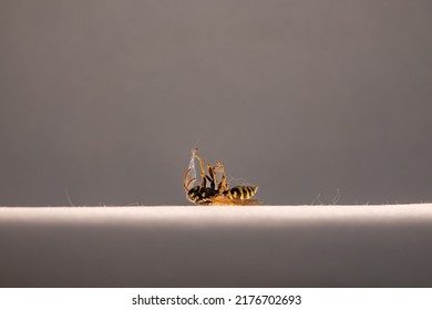 Dead Wasp In Cobweb And Dust. Yellow-black Insect Lies On His Back, Side View, Copy Space, Close Up.