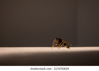 Dead Wasp In Cobweb And Dust. Yellow-black Insect Sitting On The White Cloth, Close Up, Side View.