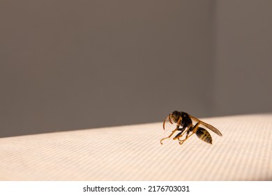 Dead Wasp In Cobweb And Dust. Yellow-black Insect Sitting On The White Cloth, Close Up, Side View.