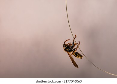 Dead Wasp In Cobweb And Dust. Yellow-black Insect Hanging On Rope, Close Up, Side View.