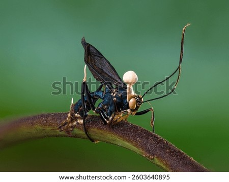 Dead wasp infected by an insect pathogenic fungus, Ophiocordyceps sp., with the fruiting bodies showing, Costa Rica