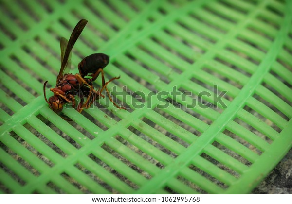 wasp swatter
