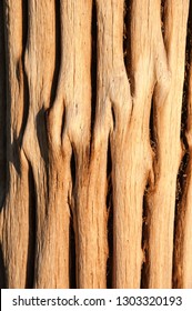 Dead And Weathered Saguaro Cactus Closeup With Warm Sunset Light