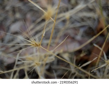 Dead Weeds And A Beauty