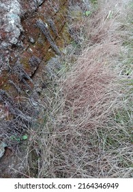 Dead Weeds Are Caused By Plant-specific Drugs