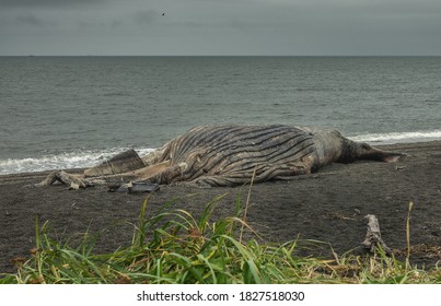 Dead Whale On The Beach With Gray Sand