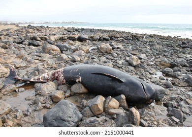 Dead whale on a beah on Lanzarote (Canary Islands)