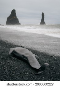 Dead whale stranded on the beach of Vik in Iceland