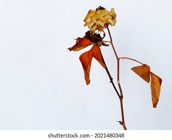 Dead White  Rose Flower On White Isolated Background