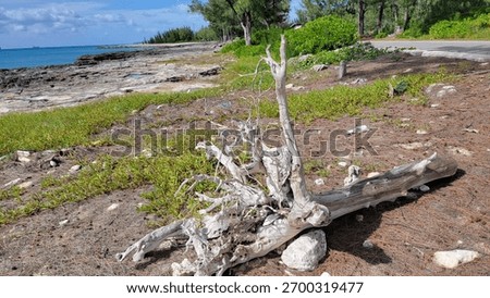 Dead white tree root with limestone rocks on the coast in the Bahamas
