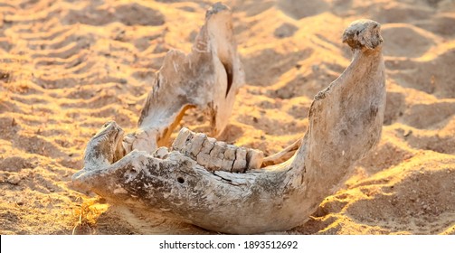 A Dead Wild Animal Jaw Bone On A Sandy Ground In A Game Reserve