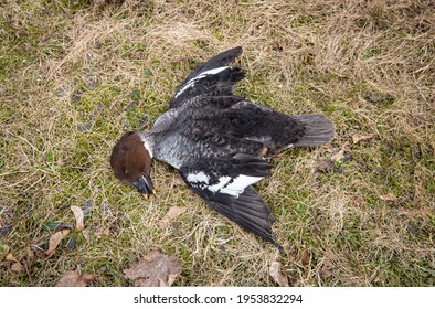 Dead wild bird Common goldeneye on grass, avian influenza known as bird flu concept. (In real life it had flying accident).