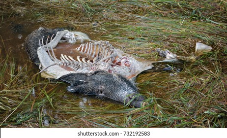 Dead Wild Boar Because Of African Swine Fever Virus.