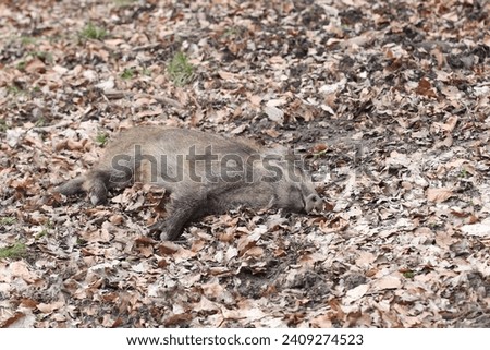 Dead wild boar in the forest, swine pest, asp,