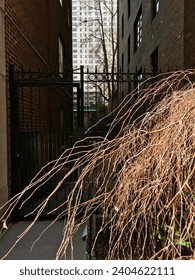 Dead Winter Larch branches in Sutton Place, Manhattan