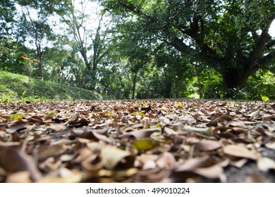 dead withered leaf