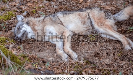 Dead wolf lies in the forest