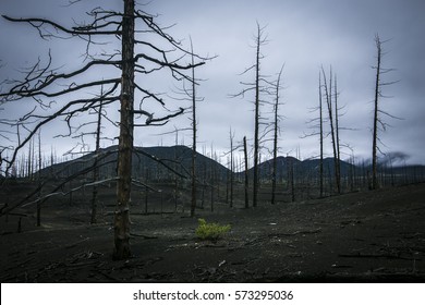Dead wood after the eruption of Tolbachik volcano (Russia, Kamchatka). Black ashes upon the earth, the trees without leaves.

