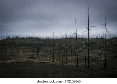 Dead wood after the eruption of Tolbachik volcano (Russia, Kamchatka). Black ashes upon the earth, the trees without leaves, lonely tourist.

