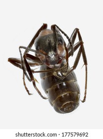 Dead Wood Ant (Formica Rufa) On Its Back, Looking At Camera, Isolated On White Background