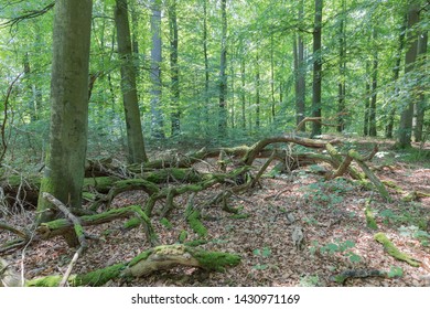 Dead Wood In German Beech Forest