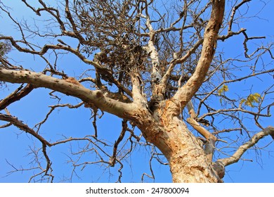 Dead Wood/ Lonely Tree / No Leaf Tree