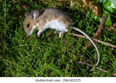 Dead Wood Mouse in the forest - Eext, Drenthe, Netherlands.