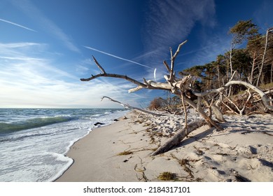 Dead Wood On The West Beach Of Darss