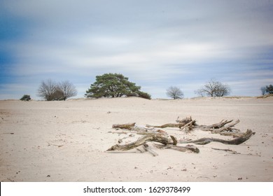 Dead wood in sanddunes in The Nederlands, picture was taken in National park Het Drents - Friese wold