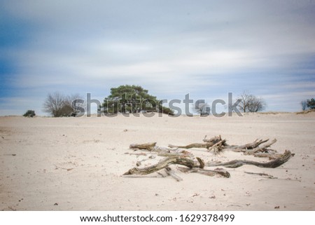 Dead wood in sanddunes in The Nederlands, picture was taken in National park Het Drents - Friese wold