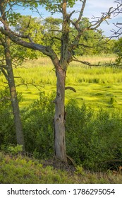 A Dead Wood Tree In A Vibrant Green Meadow Along The Henry Hudson Trail In Monmouth County New Jersey.