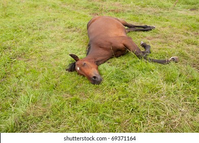 10,345 Dead horse Images, Stock Photos & Vectors | Shutterstock