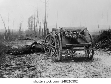 Dead WW1 German Artilleryman And Horses. 1914-18.