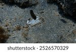 Dead yellow crab or warty crab (Eriphia verrucosa) undersea, Aegean Sea, Greece, Syros island, Azolimnos beach