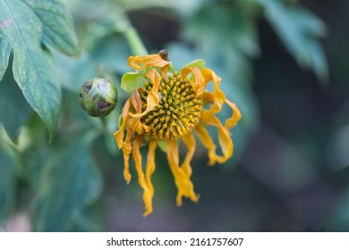 Dead yellow flower with a beautiful bud. God's hand. Tithonia diversifolia. Macro photography.