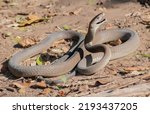 Deadly black mamba (Dendroaspis polylepis) being defensive