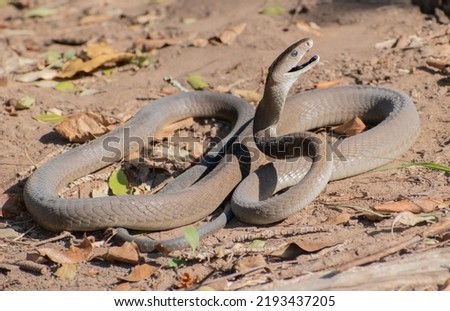 Deadly black mamba (Dendroaspis polylepis) being defensive