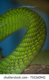 Deadly Green Mamba Skin Closeup 