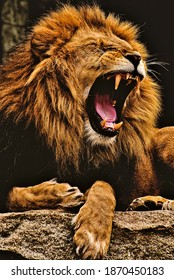 Deadly lion roaring in his den
