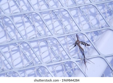 A Deadly Mosquito On A Mosquito Swatter.