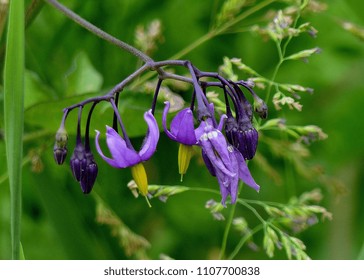 Deadly Nightshade Atropa Belladonna