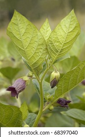 Deadly Nightshade - Atropa Belladonna