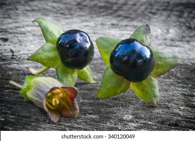 Deadly Nightshade (Atropa belladonna), berries  and flower on wooden table