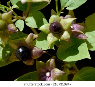 Deadly Nightshade Atropa Belladonna Has Black Stock Photo 2187310947 ...