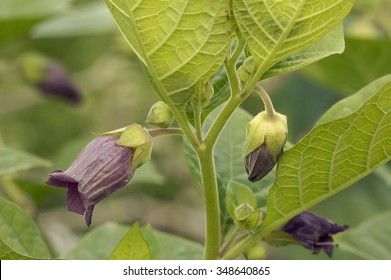 Deadly Nightshade - Atropa belladonnaPoisonous Plant