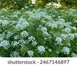 The deadly poisonous Hemlock Water Dropwort (Conium maculatum) in massed clumps at Crowhurst Lake, East Sussex, England