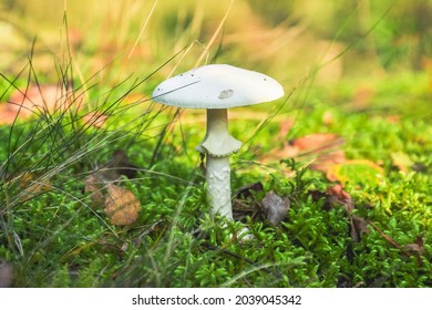 Deadly poisonous mushroom (Amanita virosa Bertill) or (Amanita verna). A dangerous toxic white toadstool grows on green moss in the forest.